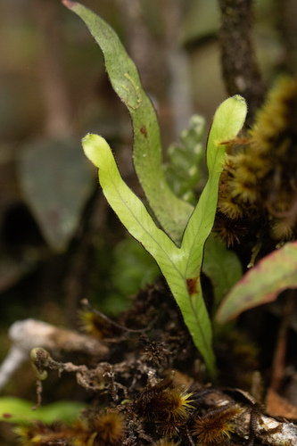Tape dwarf polypody (Grammitis limbata)