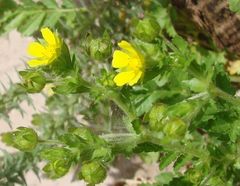 Potentilla rivalis