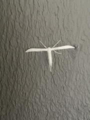 Hellinsia homodactylus