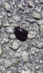Coleoptera