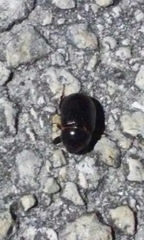Coleoptera