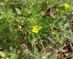 Potentilla rivalis
