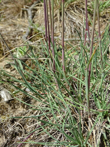 Image of Koeleria glauca by (c) Grzegorz Grzejszczak, some rights reserved (CC BY-SA)