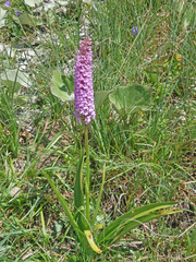 Gymnadenia densiflora