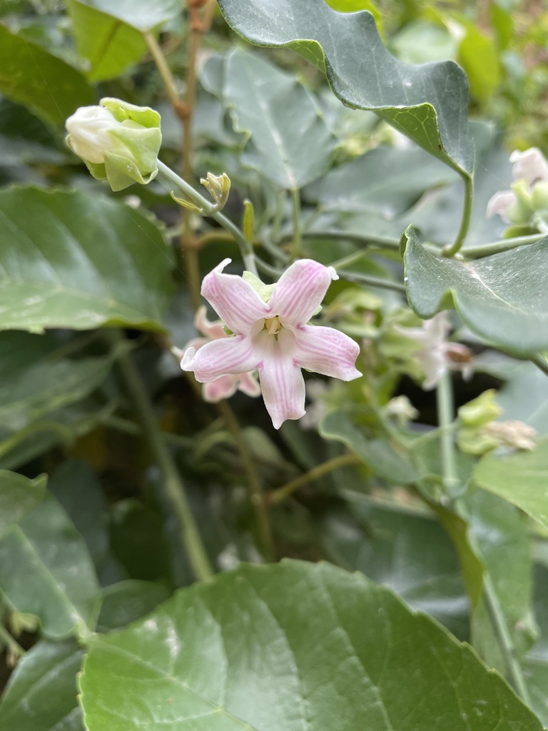 Araujia sericifera — a medium houseplant, prefers full sun light