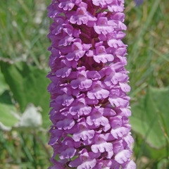 Gymnadenia densiflora