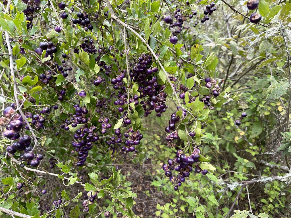 Duranta