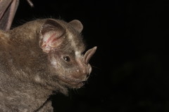 Great Fruit-Eating Bat photo 5