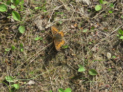 Boloria freija
