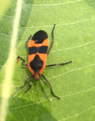 Oncopeltus fasciatus