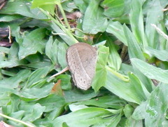 Mycalesis janardana
