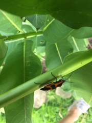 Oncopeltus fasciatus
