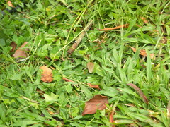 Mycalesis janardana