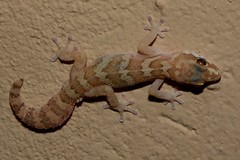 Pachydactylus formosus