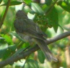Phylloscopidae