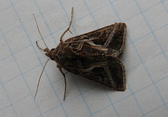 Autographa flagellum
