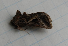 Autographa flagellum