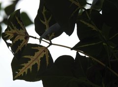 Erythrina variegata orientalis