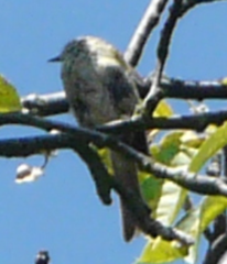 Phylloscopidae