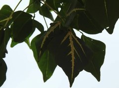 Erythrina variegata orientalis