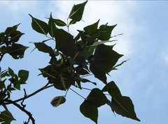 Erythrina variegata orientalis