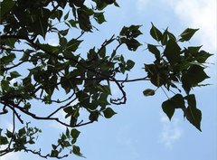 Erythrina variegata orientalis
