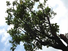 Erythrina variegata orientalis
