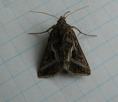 Autographa flagellum