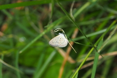 Zizula hylax pygmaea