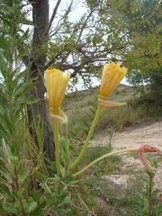 Oenothera jamesii