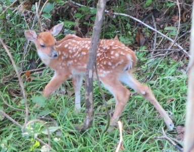 White-tailed Deer photographed in Mississippi