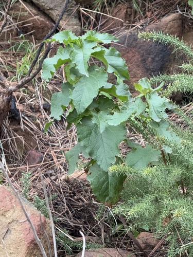Avistamiento Cistus populifolius