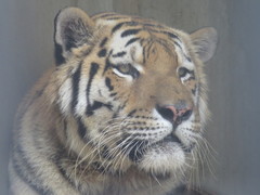 Panthera tigris altaica
