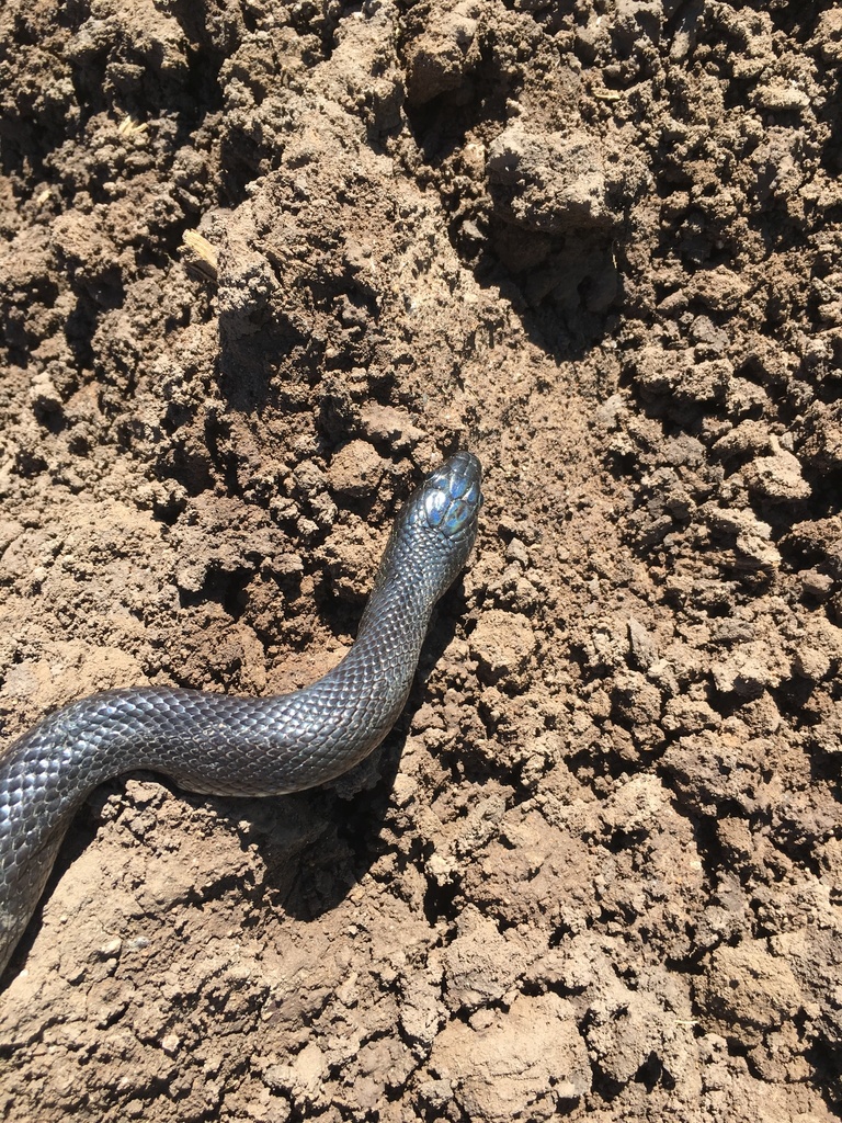 California Kingsnake