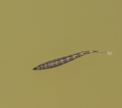 Stratiomyinae