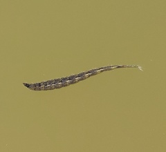 Stratiomyinae