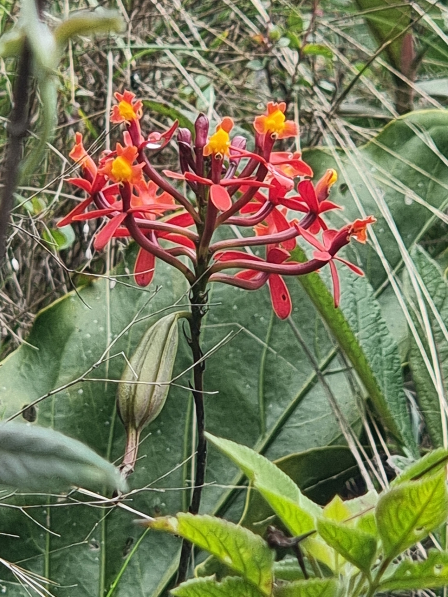 Epidendrum tulcanense Hágsater & Dodson 3