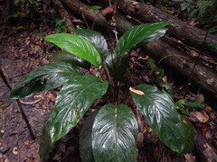 Tacca integrifolia