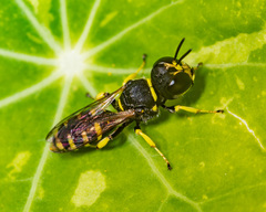 Ectemnius lapidarius