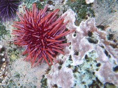Dodecaceria fewkesi