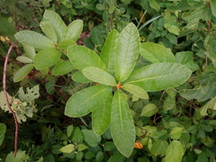 Pouteria alnifolia