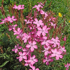 Dianthus pavonius