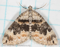 Dysstroma hersiliata