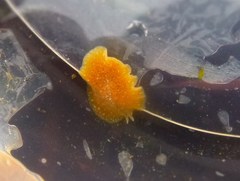 Eurylepta