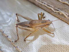 Requena baraya