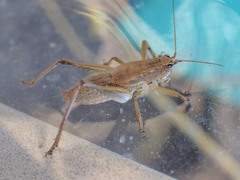 Requena baraya