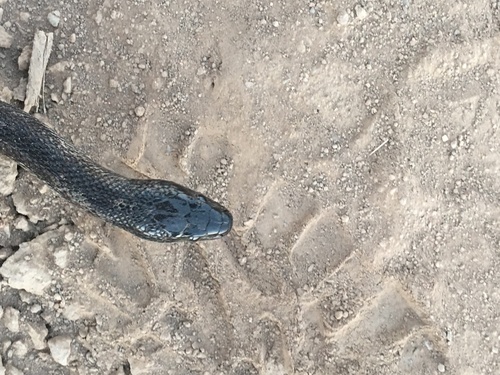 Black Desert Kingsnake, Lampropeltis nigrita