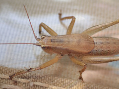 Requena baraya