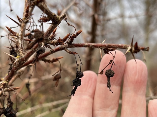 Coast Black Gooseberry winter