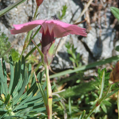 Dianthus pavonius